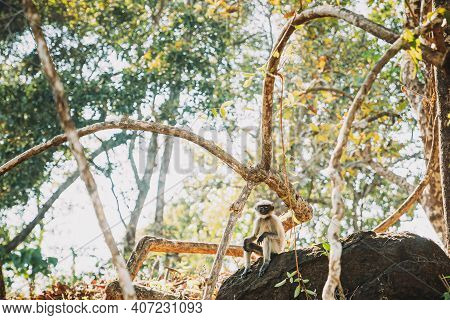 Goa, India. Funny Gray Langur Monkey With Closed Eyes Relax Sitting On Stone In Jungle Forest.