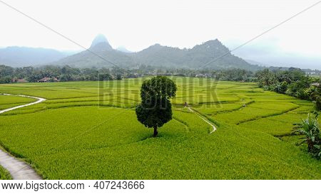 Aerial View Of Rice Fields On Terraced Of Cariu With Noise Cloud After Rain, Bogor, Indonesia. Indon