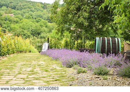 Prague. Czech Republic. June 21, 2015. View Of The Grapevines, Lavender, An Dold Wooden Barrel.