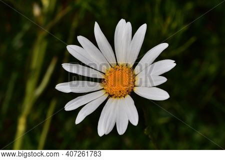 Close-up Of A Bright White Daisy In A Garden In Summer