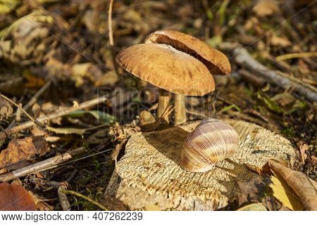 A Snail And Two Mushrooms On A Stump