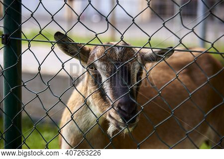 Goat In The Zoo Behind The Fence