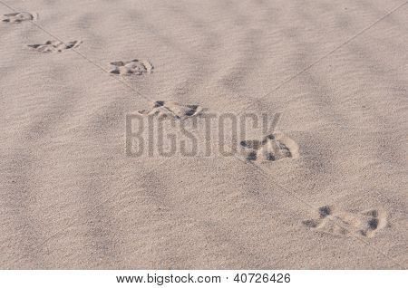 Ruta de las gaviotas