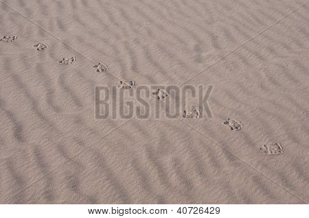Ruta de las gaviotas