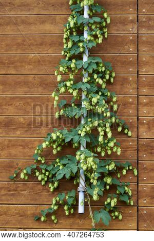 Green Hop Cones With Leaves On A Wooden Wall