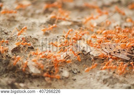 Discipline Concept - Colony Of Red Ants Dragging A Dead Insect For Food.