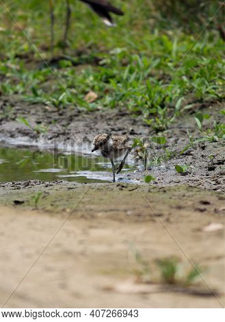 A Little Plover Bird Young One， Feeding On Insects In The Swamp.