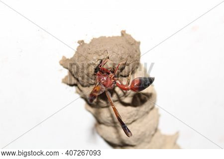 Extreme Close Up Shot Of A Wasp Buildign Its Nest On A White Wall.