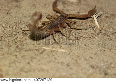 High Angle Shot Of A Scorpion In Close-up With Its Stinger Up In The Air - Predator Concept.