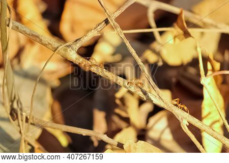 Red Ants Marching On Dried Plants In Bright Sunlight.