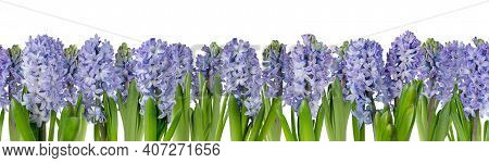 Purple Hyacinth Flowers Border Isolated On White. Hyacinthus Horizontal Seamless Pattern. Spring Flo