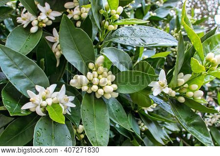 Orange Tree Abundant Flowering. White Flowers And Buds And Dark Green Foliage After Spring Rain. Ner