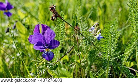 Bright Purple Violet Flower Of Viola Tricolor Close Up. Flower Of Viola Tricolor Also Known As Wild 