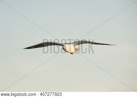 Seagulls From Siberia
Are Flying On The Sky Above The Sea