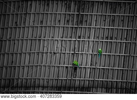Green Parrots Relaxing On The Industrial Sealing - Couple Of Indian Parrot - Beautiful Indian Green 