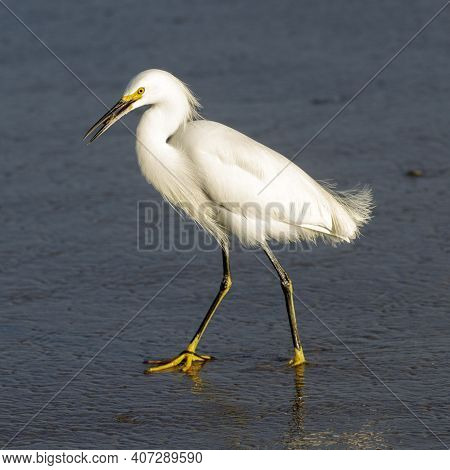 A Snowy Egret With A Crab In Its Beak. Capitola Beach, Santa Cruz County, California, Usa.