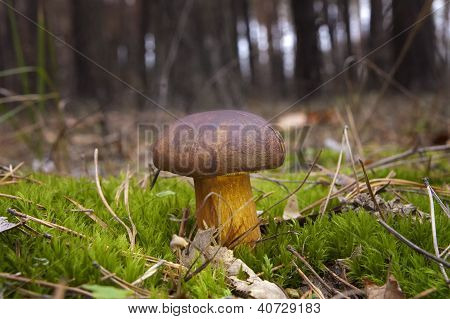Mashroom. Borowik kasztanowy.