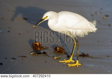 A Snowy Egret With A Crustacean In Its Beak. Capitola Beach, Santa Cruz County, California, Usa.