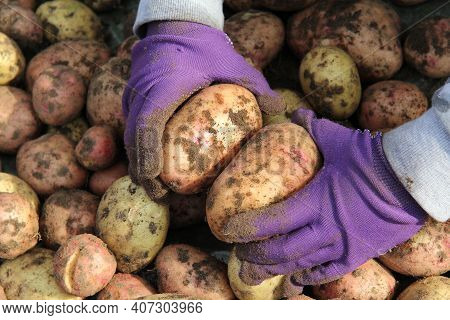 A Teenager Wearing Gloves Holds Fresh Potato Tubers In His Hands. The Concept Of Agriculture.natural