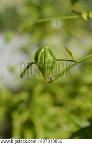 Henrys Lily Seed Pod - Latin Name - Lilium Henryi