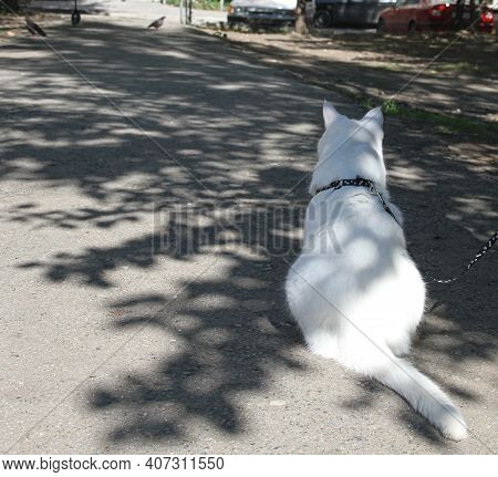 White Cat With One Eye On The Walk