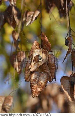 Golden Rain Tree Branch With Seed Pods - Latin Name - Koelreuteria Paniculata