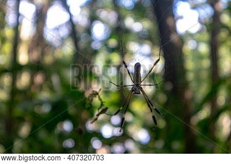 Golden Orb-web Spider Nephila Clavipes At Tropical Rainforest Costa Rica Central America