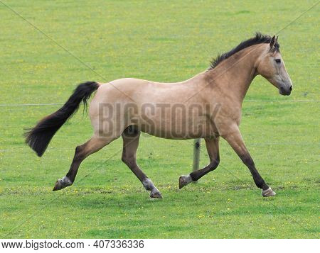 A Pretty Dun Horse Plays At Liberty In A Paddock.