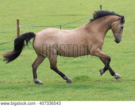 A Pretty Dun Horse Plays At Liberty In A Paddock.
