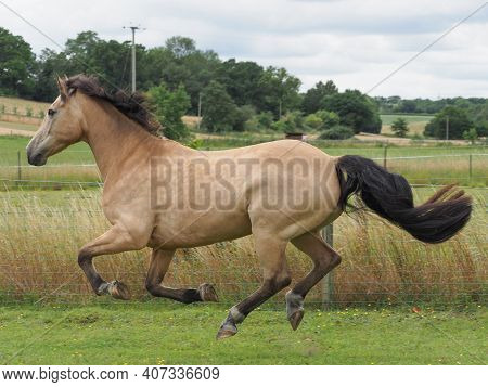 A Pretty Dun Horse Plays At Liberty In A Paddock.