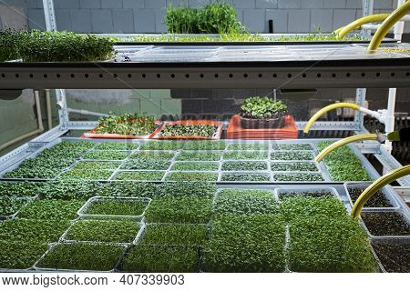 City ​​farm For Growing Microgreens. Eco-friendly Small Business. Baby Leaves, Phyto Lamp