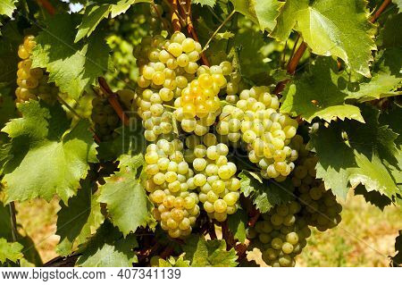 Hungarian Vineyards. Siklos Town Area. Beautiful Harvest In The Vineyard, Huge Clusters Of White Fru