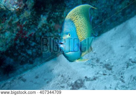 Underwater Sea Life. Portrait Of A Semicircle Angelfish (pomacanthus Semicirculatus)