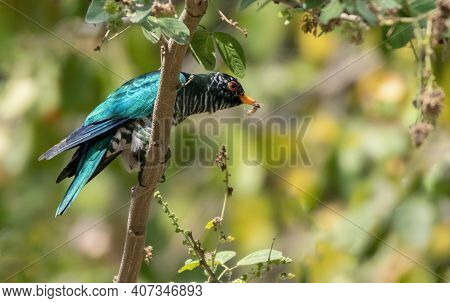Male Asian Emerald Cuckoo Perching On The Branch With Prey, Thailand