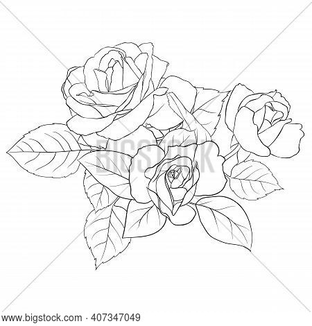 Omposition Of Delicate Roses And Leaves. Contour Illustration By Hand. Illustration For Creating Car