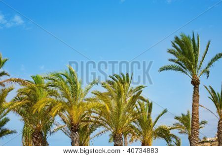 Mavi Akdeniz palmiye ağaçlarının Phoenix Canariensis gökyüzü