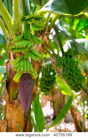 สวนกล้วย canarian Platano ในหมู่เกาะคะเนรีปัลลา