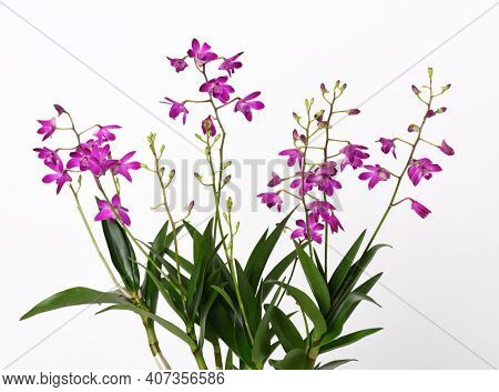 Orchid Dendrobium Berry Oda with beautiful purple flowers