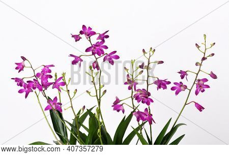 Orchid Dendrobium Berry Oda with beautiful purple flowers