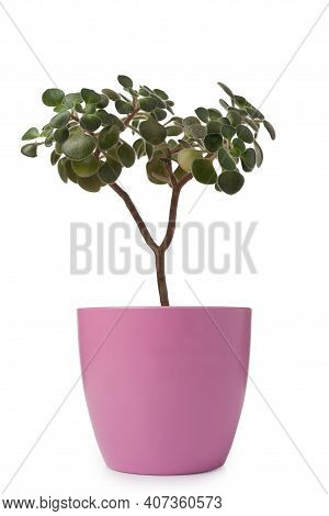 Aichryson Or Love Tree In A Pink Pot Isolated On White Background.