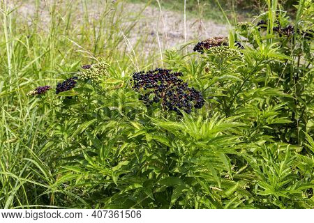 Flora Of Greece. The Medicinal Herbs Dwarf Elder (sambucus Ebulus) With Black Fruits Grows In A Moun