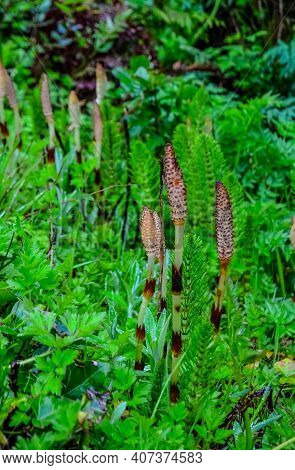 Equisetum Telmateia, The Great Horsetail Or Northern Giant Horsetail On The Pacific Ocean In Olympic