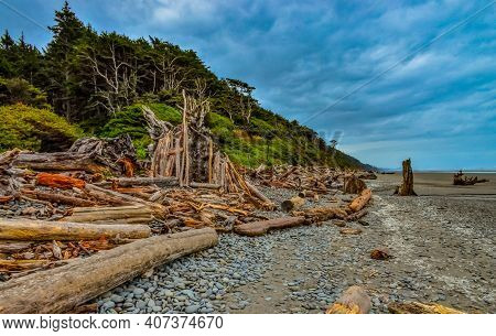 Trunks Of Fallen Trees At Low Tide On The Pacific Ocean In Olympic, National Park, Washington