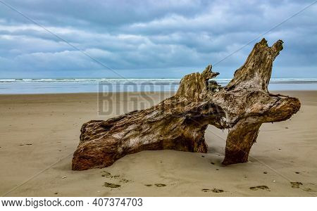 Trunks Of Fallen Trees At Low Tide On The Pacific Ocean In Olympic, National Park, Washington
