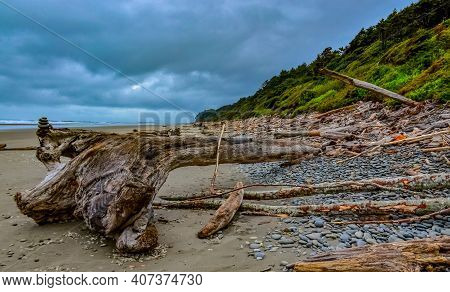 Trunks Of Fallen Trees At Low Tide On The Pacific Ocean In Olympic, National Park, Washington