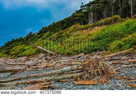 Trunks Of Fallen Trees At Low Tide On The Pacific Ocean In Olympic, National Park, Washington