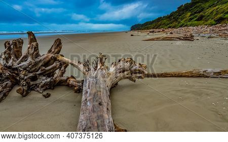 Trunks Of Fallen Trees At Low Tide On The Pacific Ocean In Olympic, National Park, Washington