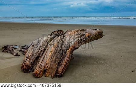 Trunks Of Fallen Trees At Low Tide On The Pacific Ocean In Olympic, National Park, Washington