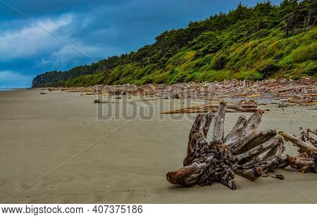 Trunks Of Fallen Trees At Low Tide On The Pacific Ocean In Olympic, National Park, Washington