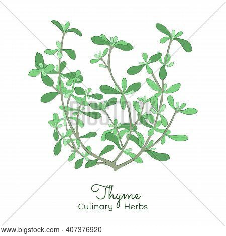 Hand Drawn Picture Of Thyme Or Thymus Vulgaris